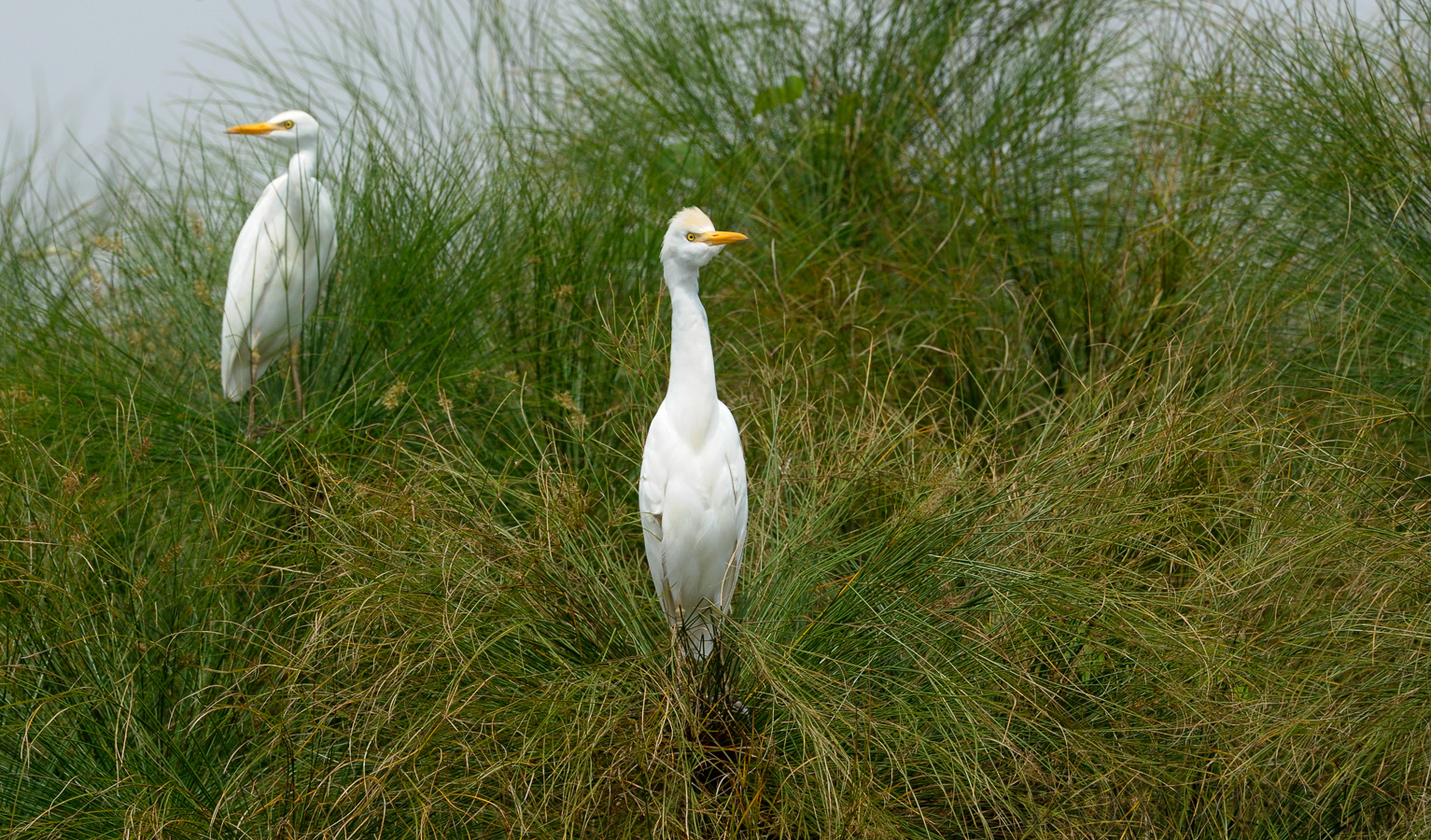 Bubulcus ibis [400 mm, 1/500 sec at f / 11, ISO 800]